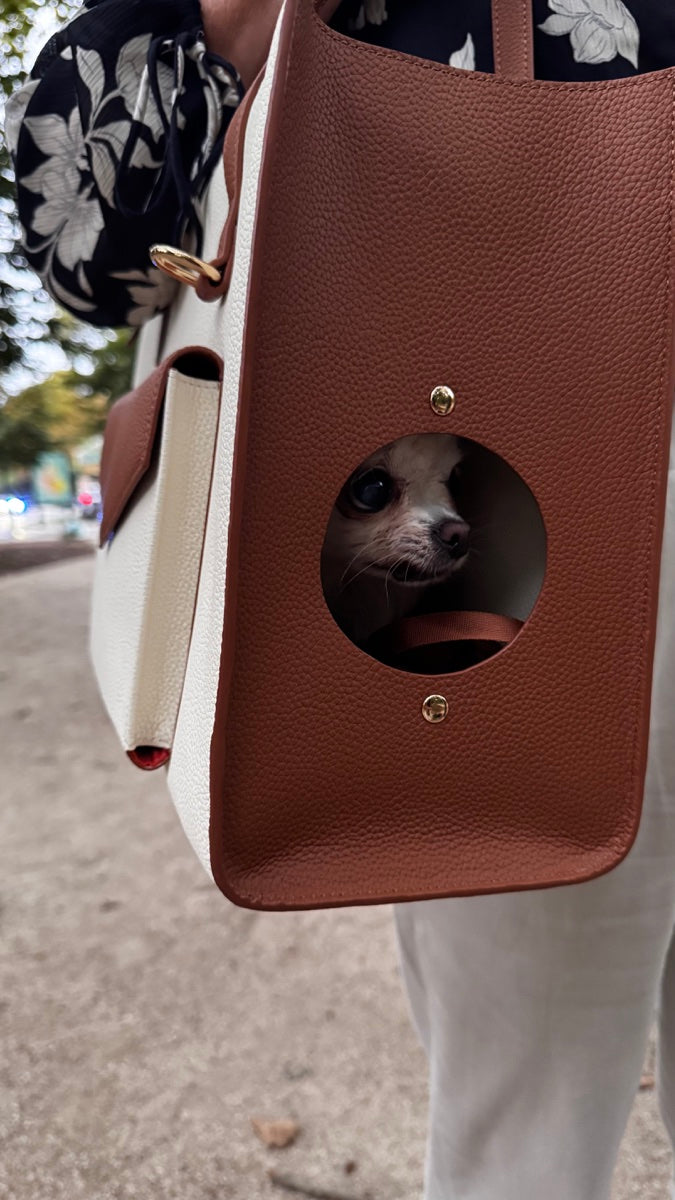 Petit chihuahua dans le sac L’ORION